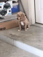 RahRah, a female Cockapoo for sale in Houston, TX – 3 of 4