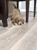 Spud, a male Cockapoo for sale in Houston, TX – 3 of 4