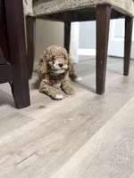 Spud, a male Cockapoo for sale in Houston, TX – 2 of 4