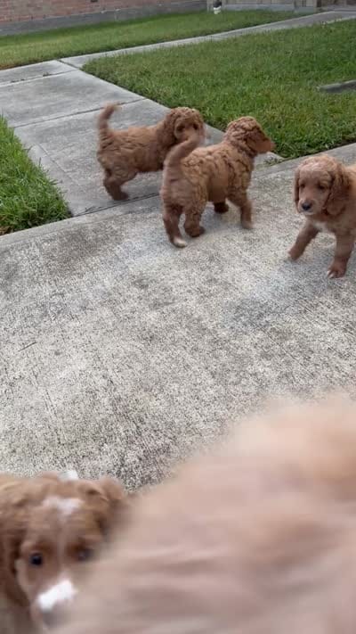 Feisty , a female Cockapoo for sale in Houston, TX – 3 of 4