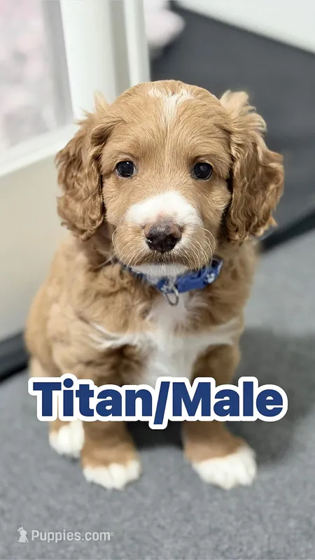 Titan – Cockapoo puppy for sale in Houston, TX