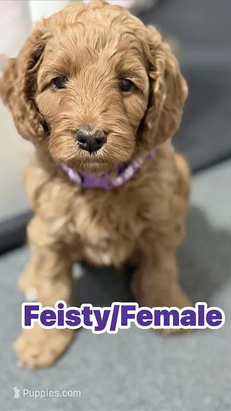 Feisty  – Cockapoo puppy for sale in Houston, TX