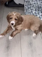 Titan, a male Cockapoo for sale in Houston, TX – 2 of 4