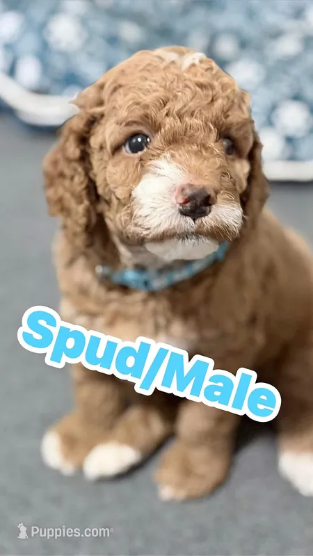 Spud – Cockapoo puppy for sale in Houston, TX