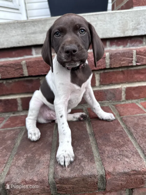 Queenie – German Shorthaired Pointer puppy for sale in Lykens, PA