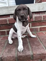 Queenie, a female German Shorthaired Pointer for sale in Lykens, PA – 1 of 3