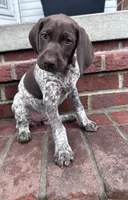 Birdie, a female German Shorthaired Pointer for sale in Lykens, PA – 2 of 4