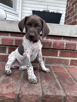 Sammy, a female German Shorthaired Pointer for sale in Lykens, PA – 3 of 4