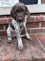 Birdie, a female German Shorthaired Pointer for sale in Lykens, PA – 1 of 4