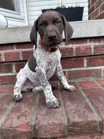 Sammy, a female German Shorthaired Pointer for sale in Lykens, PA – 1 of 4