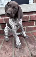 Birdie, a female German Shorthaired Pointer for sale in Lykens, PA – 4 of 4