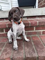 Sammy, a female German Shorthaired Pointer for sale in Lykens, PA – 4 of 4