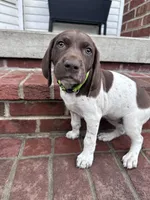 Sunny, a female German Shorthaired Pointer for sale in Lykens, PA – 1 of 2