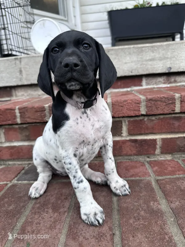 Sadie – German Shorthaired Pointer puppy for sale in Lykens, PA