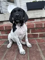 Sadie, a female German Shorthaired Pointer for sale in Lykens, PA – 1 of 2