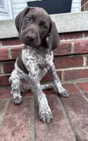 Birdie, a female German Shorthaired Pointer for sale in Lykens, PA – 3 of 4
