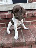 Queenie, a female German Shorthaired Pointer for sale in Lykens, PA – 3 of 3