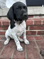 Sadie, a female German Shorthaired Pointer for sale in Lykens, PA – 2 of 2