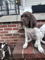 Sunny, a female German Shorthaired Pointer for sale in Lykens, PA – 2 of 2