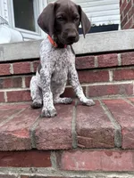 Sammy, a female German Shorthaired Pointer for sale in Lykens, PA – 2 of 4