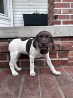 Queenie, a female German Shorthaired Pointer for sale in Lykens, PA – 2 of 3
