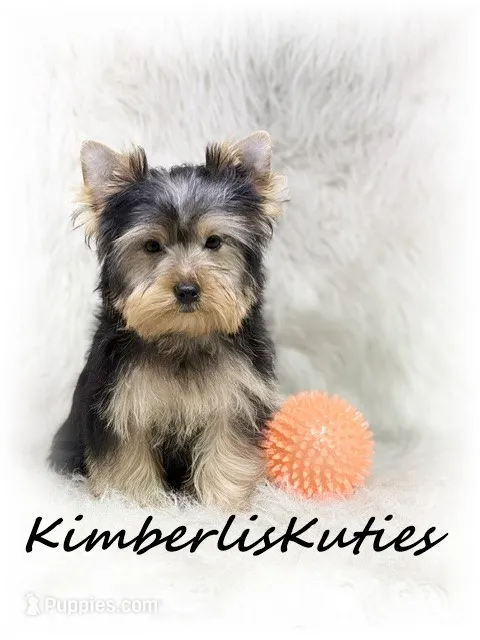 Koda – Yorkshire Terrier puppy for sale in Lipan, TX