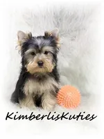 Koda, a male Yorkshire Terrier for sale in Lipan, TX – 1 of 2
