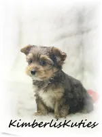 Ruger, a male Yorkshire Terrier for sale in Lipan, TX – 3 of 3