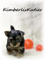 Koda, a male Yorkshire Terrier for sale in Lipan, TX – 2 of 4