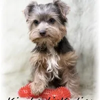 Axel, a male Morkie for sale in Lipan, TX – Photo 1 of 3
