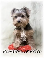 Axel, a male Morkie for sale in Lipan, TX – Photo 1 of 3