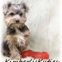 Axel, a male Morkie for sale in Lipan, TX – Photo 3 of 3