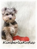 Axel, a male Morkie for sale in Lipan, TX – Photo 3 of 3