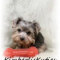 Axel, a male Morkie for sale in Lipan, TX – Photo 2 of 3