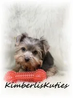 Axel, a male Morkie for sale in Lipan, TX – Photo 2 of 3