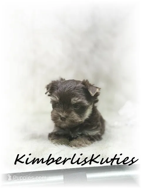 Paisley – Yorkshire Terrier puppy for sale in Lipan, TX
