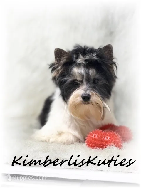 Onyx – Yorkshire Terrier puppy for sale in Lipan, TX