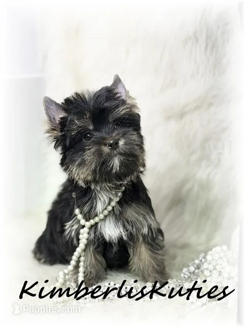 Bree – Yorkshire Terrier puppy for sale in Lipan, TX