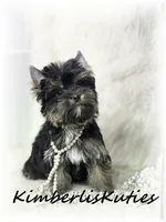 Bree, a female Yorkshire Terrier for sale in Lipan, TX – 1 of 2