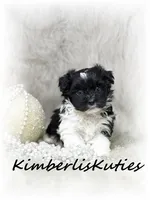 Brynlee, a female Yorkipoo for sale in Lipan, TX – 3 of 4