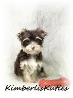 Seth, a male Yorkshire Terrier for sale in Lipan, TX – 2 of 4