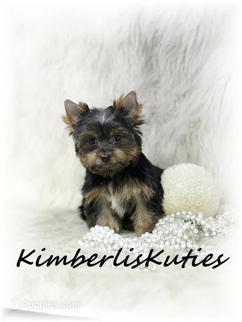Kinley – Yorkshire Terrier puppy for sale in Lipan, TX