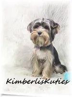 Spence, a male Yorkshire Terrier for sale in Lipan, TX – 3 of 3