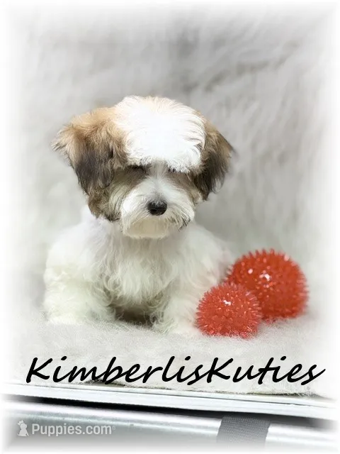 Nitro – Morkie puppy for sale in Lipan, TX