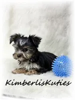 Nash, a male Morkie for sale in Lipan, TX – 3 of 3