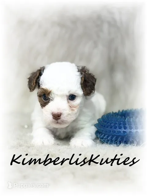 Milo – Yorkipoo puppy for sale in Lipan, TX
