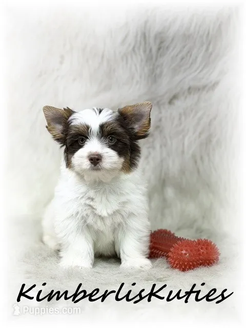 Sammie – Yorkshire Terrier puppy for sale in Lipan, TX