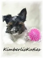 Nova, a female Morkie for sale in Lipan, TX – 3 of 4