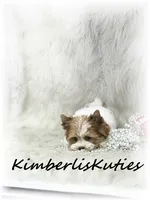 Skyler, a female Yorkshire Terrier for sale in Lipan, TX – 3 of 3