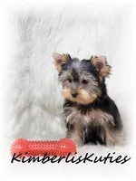 Knox, a male Yorkshire Terrier for sale in Lipan, TX – Photo 3 of 3